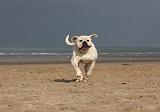BOULEDOGUE AMERICAIN 176
